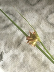 Juncus nodosus