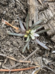Lewisia pygmaea