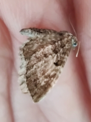 Eupithecia succenturiata