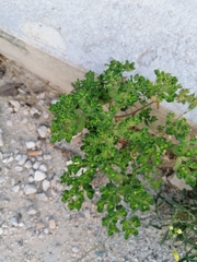 Euphorbia helioscopia