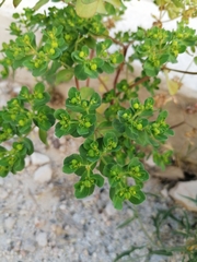 Euphorbia helioscopia