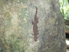 Hemiphyllodactylus hongkongensis