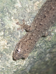Hemiphyllodactylus hongkongensis