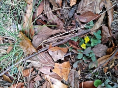 Tauschia nudicaulis