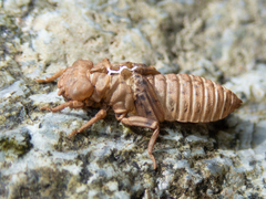 Melligomphus guangdongensis