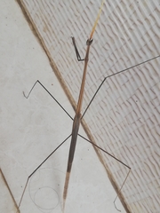 Schizocephala bicornis