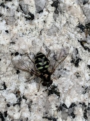 Dasysyrphus intrudens
