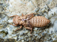 Melligomphus guangdongensis