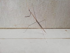 Schizocephala bicornis