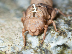 Melligomphus guangdongensis
