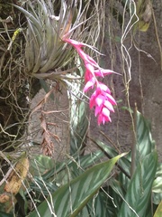 Tillandsia stricta