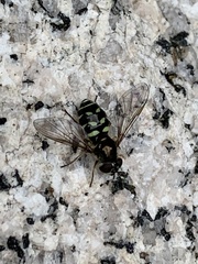 Dasysyrphus intrudens
