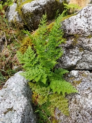 Cryptogramma sitchensis