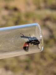 Dasymutilla nigripes