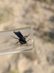 Dasymutilla nigripes