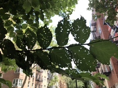 Xanthogaleruca luteola