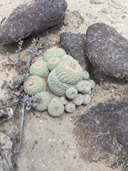Epithelantha greggii