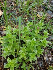 Gentiana platypetala