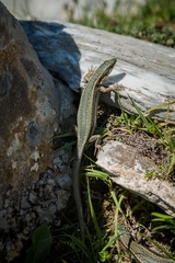Iberolacerta aranica