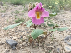 Proboscidea louisianica