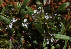 Asperula setosa