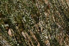 Anarrhinum forskaohlii