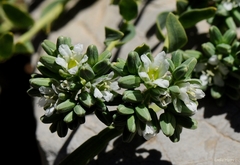 Telephium imperati