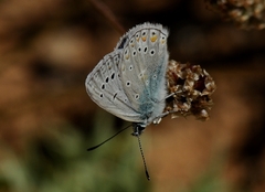 Polyommatus juno