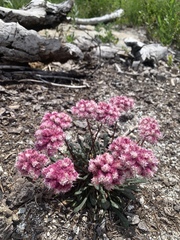 Calyptridium monospermum