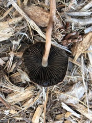 Panaeolus cinctulus