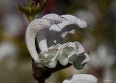 Salvia microstegia