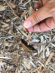 Panaeolus cinctulus