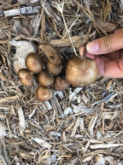Panaeolus cinctulus