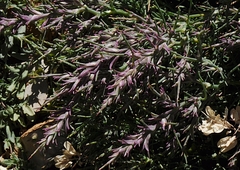 Noaea mucronata