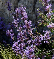 Nepeta cilicia