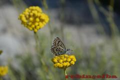 Plebejus bellieri villai