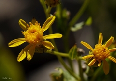 Senecio doriiformis