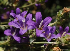Campanula stricta