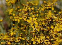 Hypericum libanoticum