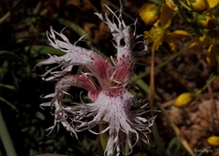 Dianthus libanotis