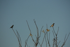 Muscisaxicola maclovianus