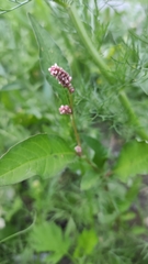 Persicaria maculosa