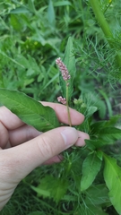 Persicaria maculosa