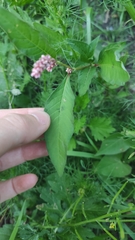 Persicaria maculosa