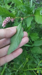 Persicaria maculosa