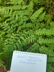 Pteridium pinetorum
