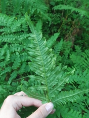 Pteridium pinetorum