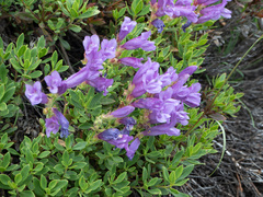 Penstemon fruticosus