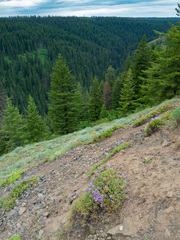 Penstemon fruticosus
