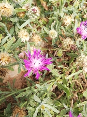 Centaurea sphaerocephala